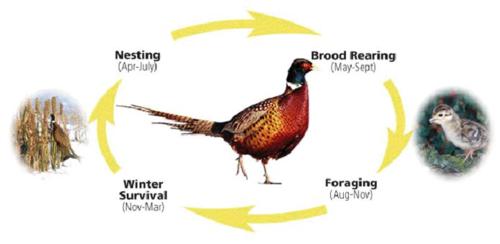 Life Cycle of Pheasant