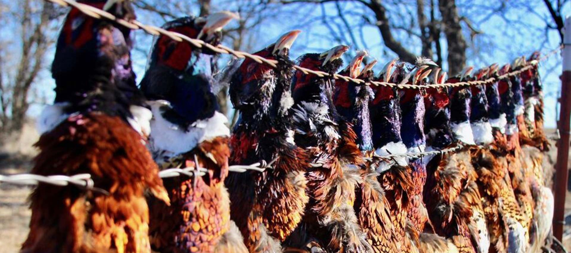 Custom Hunting Packages & Combo Hunts Custom Hunting Packages & Combo Hunts
