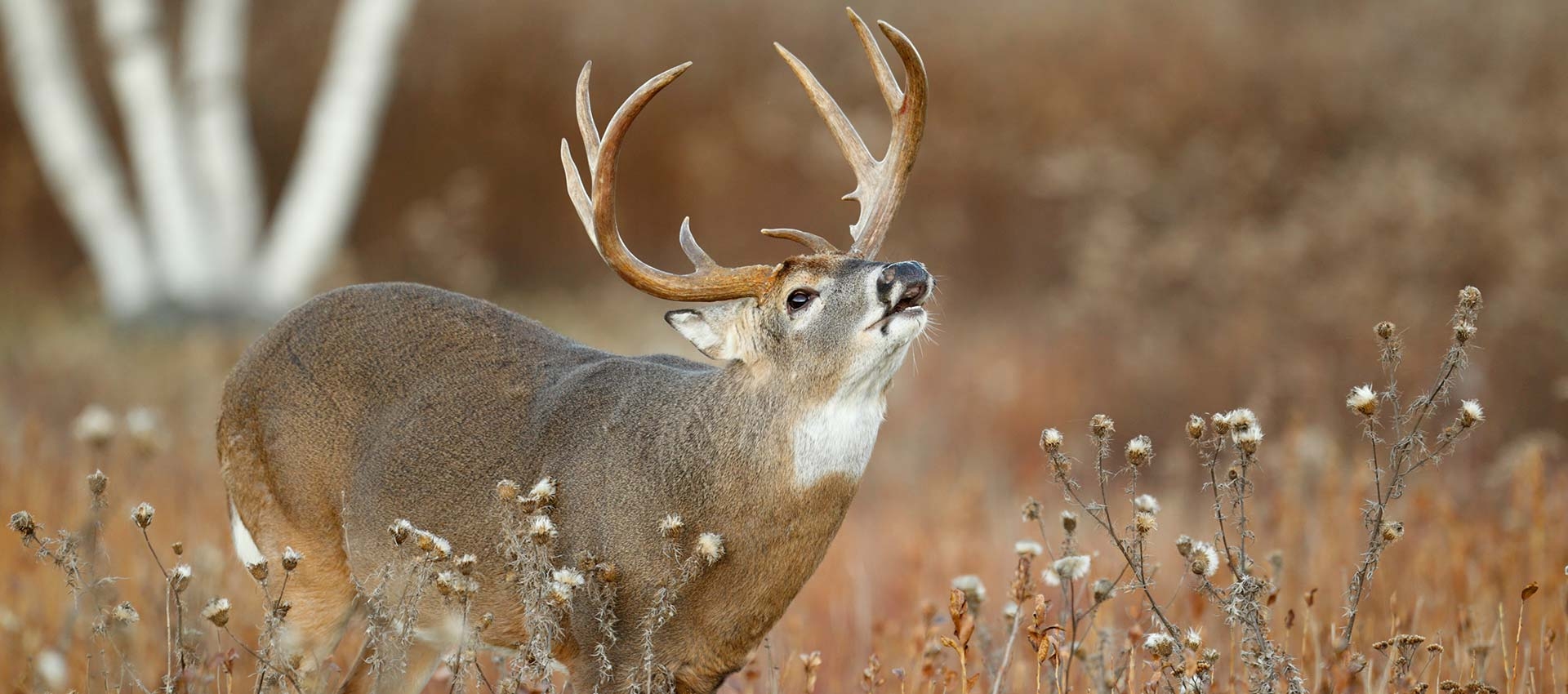 Kansas Guided Whitetail Deer Hunts Rifle, Muzzleloader, and Archery