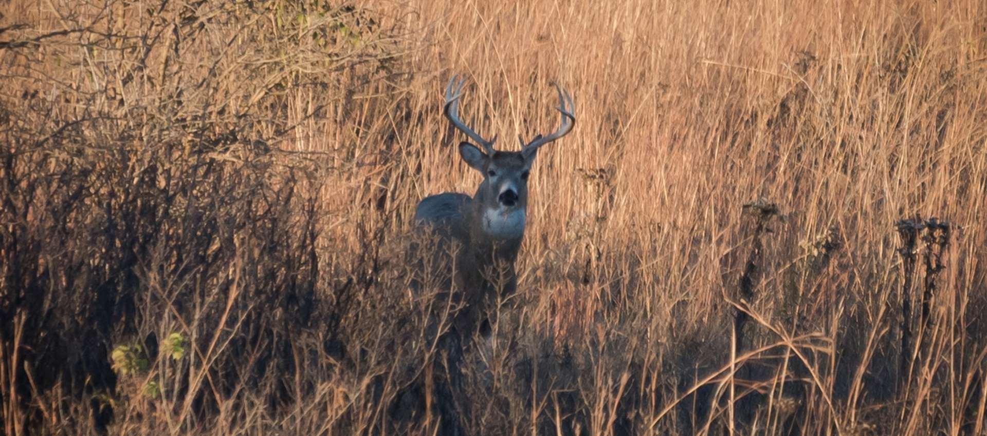 Guided Whitetail Deer Hunts in Kansas